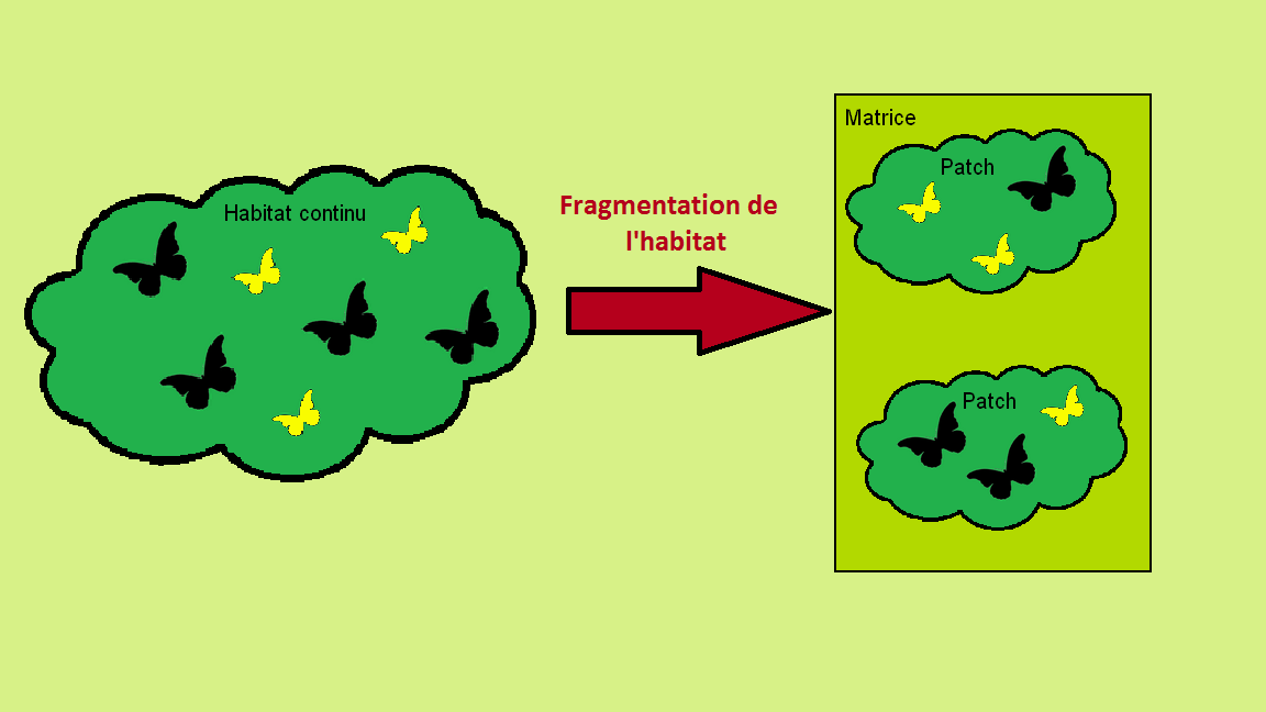 Habitat continu et disjoint