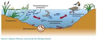 Model de biocénose aquatique