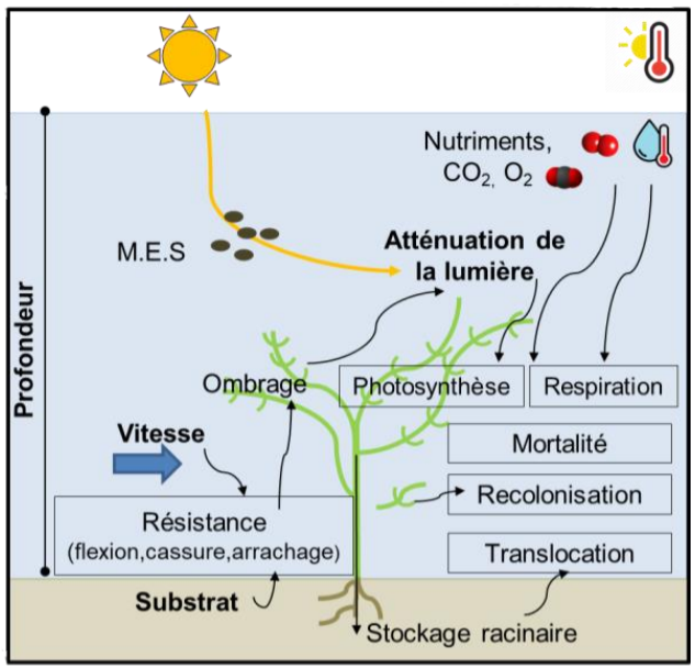 Model de biotope