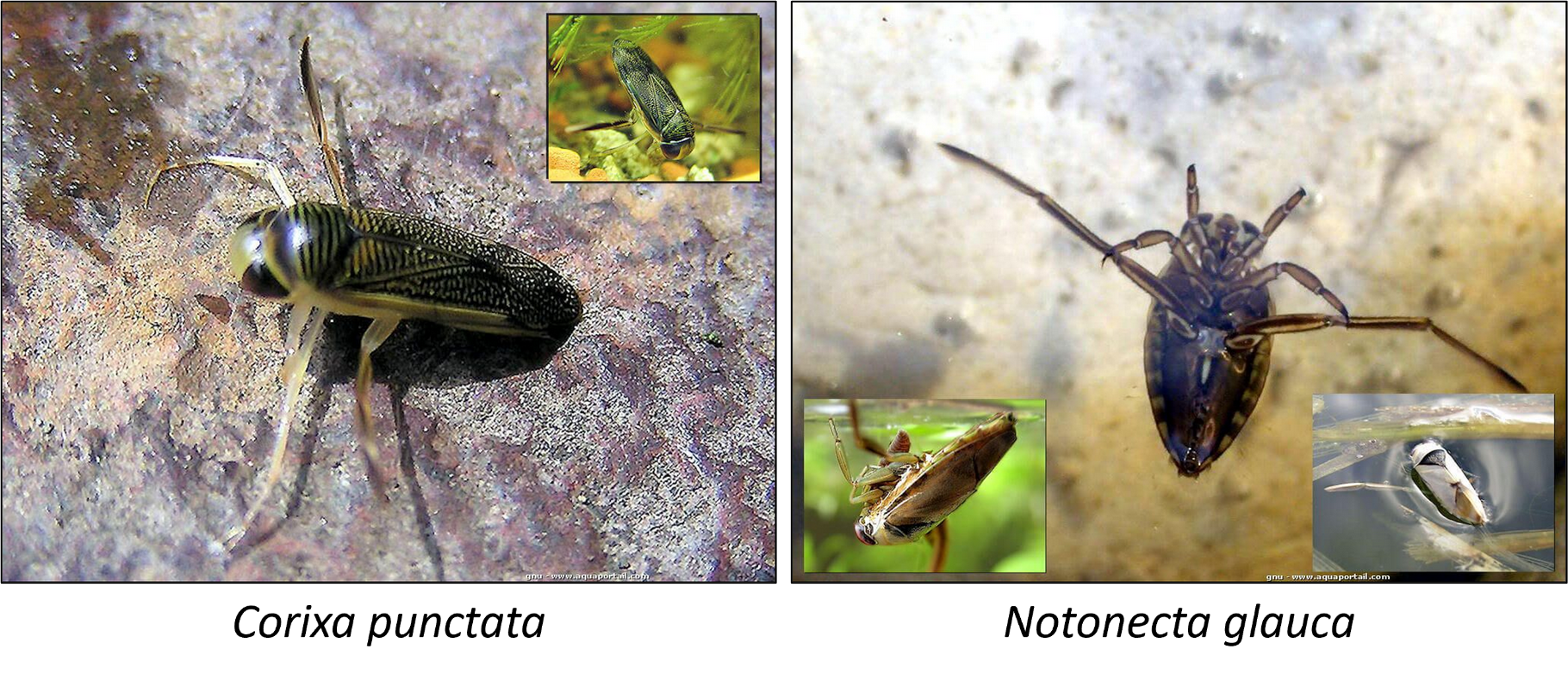 Espèces d'hétéroptères qui se ressemblent mais leurs niches écologiques sont différentes