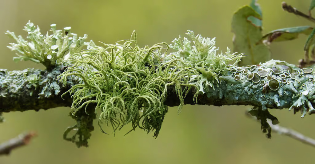 Symbiose lichen et algue