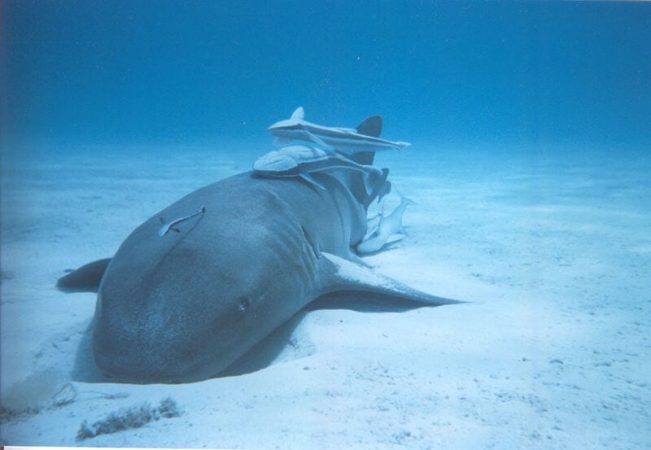 Commensalisme : Plusieurs rémoras sur un requin nourrice aux Bahamas
(Duncan Wright sur:https://blog.defi-ecologique.com/co )
