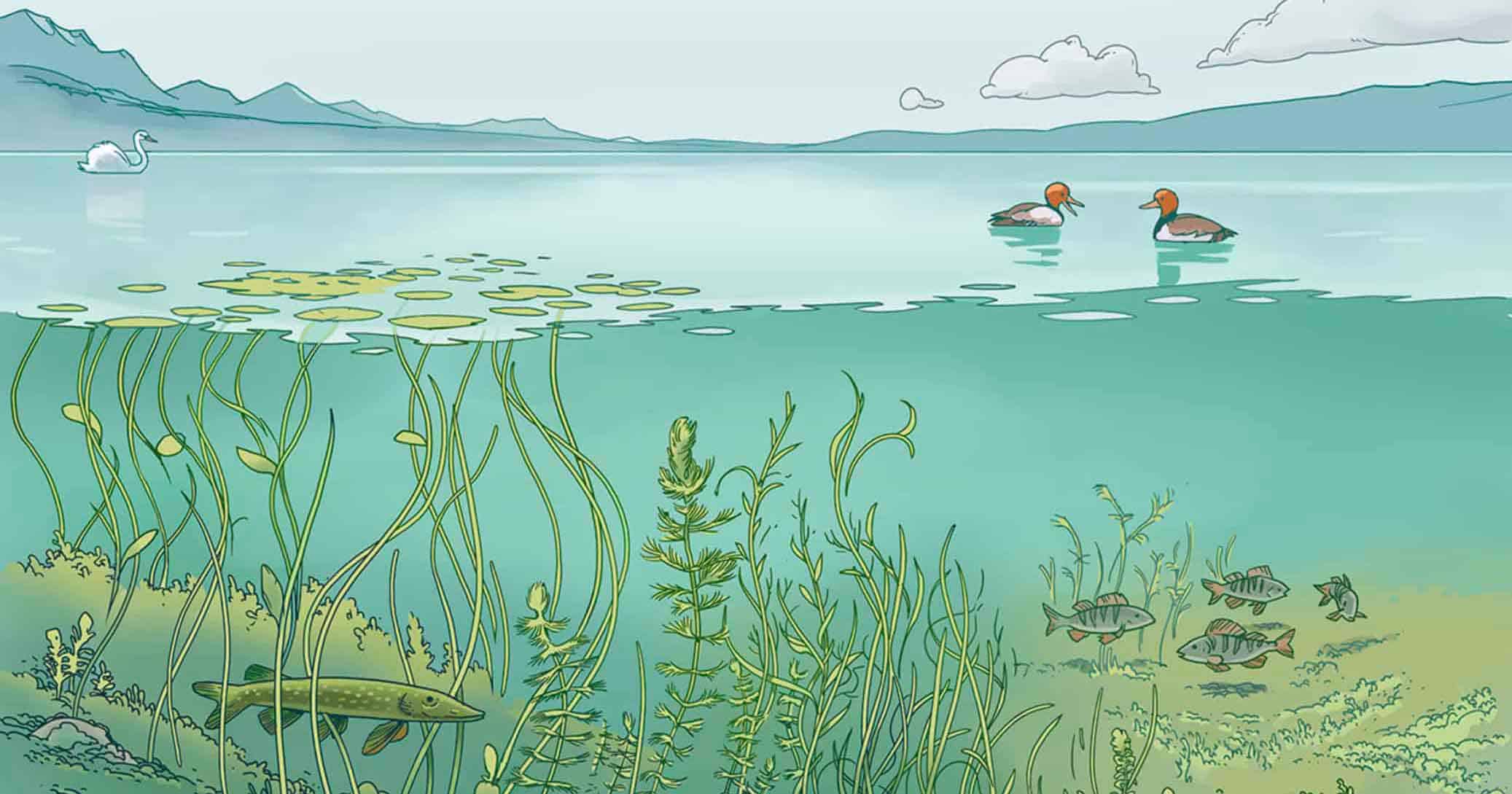 Macrophytes