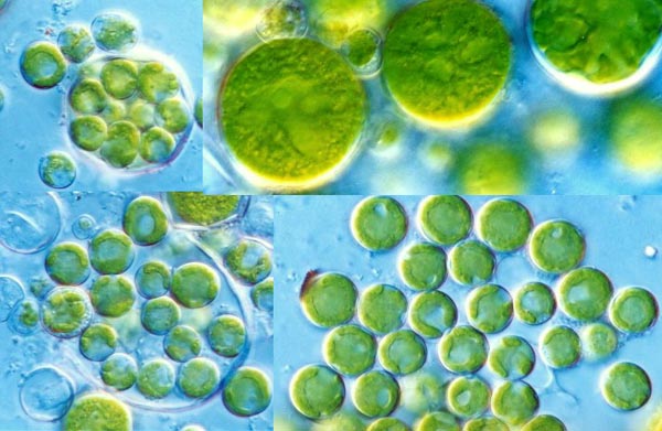 Microphytes