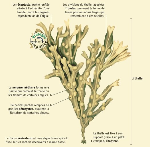 structure algue