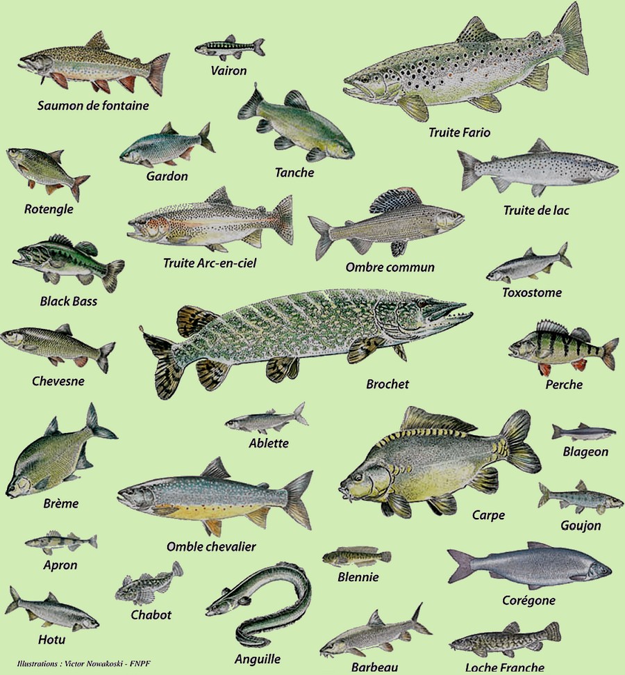 Poissons