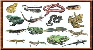 Reptiles et Batraciens