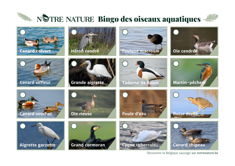 Oiseaux aquatiques